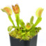 Dionaea Muscipula B Venus Flytrap Cultivar Curious Plant