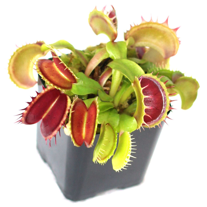 Dionaea Muscipula Fuzzy Teeth Venus Flytrap Cultivar Curious Plant