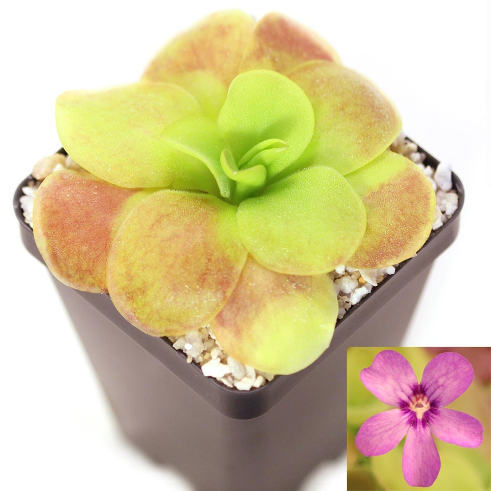 Pinguicula Tina P Agnata X P Zecheri Mexican Butterwort