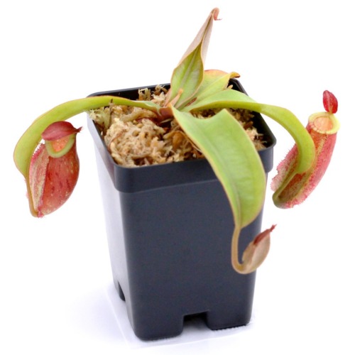 Nepenthes ampullaria 'Lime Twist' Pitcher Plant Carnivorous Plants
