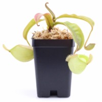 Nepenthes ampullaria 'Orange' Pitcher Plant Carnivorous Plants