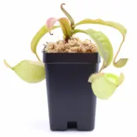 Nepenthes ampullaria 'Orange' Pitcher Plant Carnivorous Plants