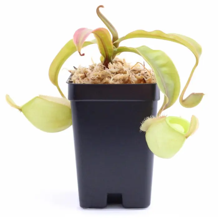 Nepenthes ampullaria 'Orange' Pitcher Plant Carnivorous Plants