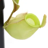 Nepenthes ampullaria 'Orange' Pitcher Plant Carnivorous Plants