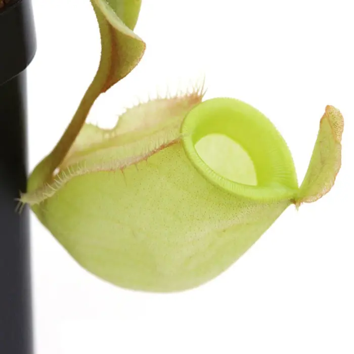 Nepenthes ampullaria 'Orange' Pitcher Plant Carnivorous Plants