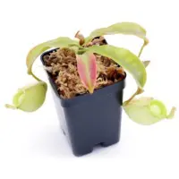 Nepenthes ampullaria 'Orange' Pitcher Plant Carnivorous Plants