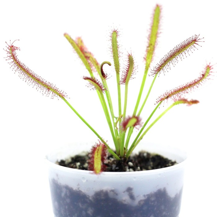 Drosera capensis 'Typical' Sundew Carnivorous Plants