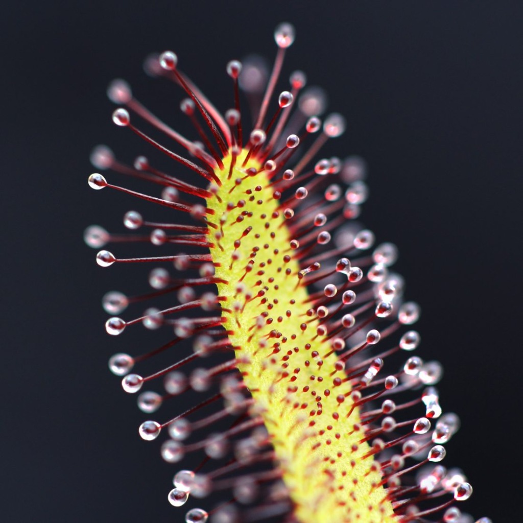 Drosera Capensis Typical Cape Sundew Curious Plant