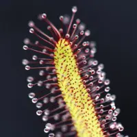 Drosera capensis 'Typical' Sundew Carnivorous Plants
