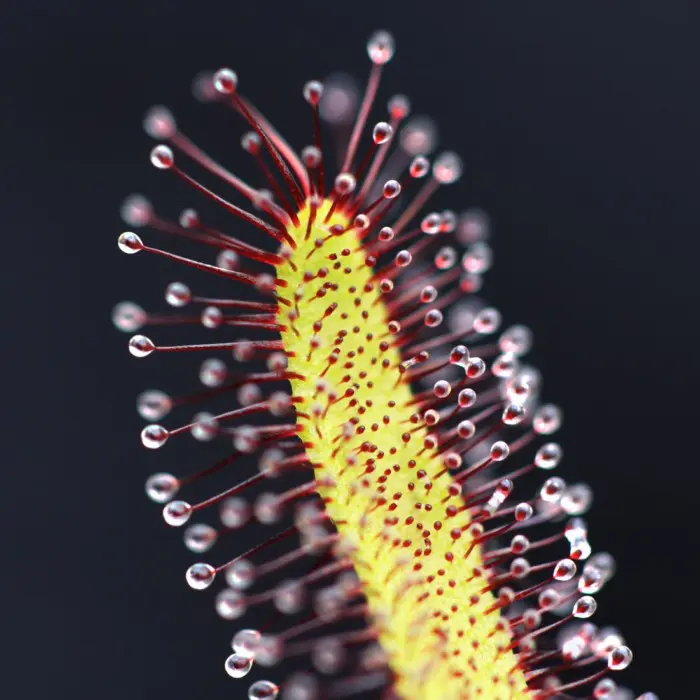 Drosera capensis 'Typical' Sundew Carnivorous Plants