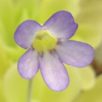 Pinguicula agnata 'True Blue' Butterwort Carnivorous Plants