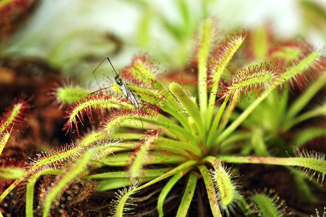 sundew eating insects