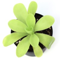 Pinguicula agnata 'True Blue' Butterwort Carnivorous Plants