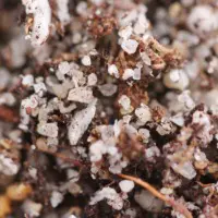 Carnivorous Plant Soil Mix