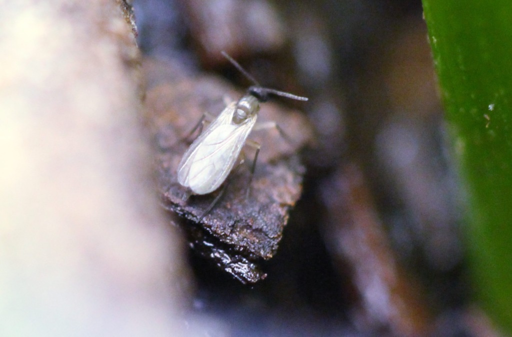 An adult Fungus Gnat preparing to lay eggs in damp soil
