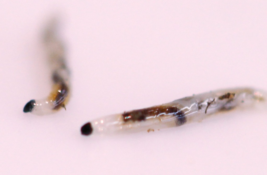 Fungus Gnat Larvae