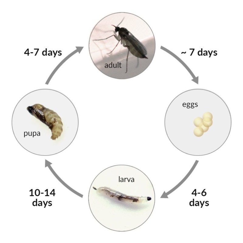 Fungus Gnats: Control & Prevention for Carnivorous Plants | Curious Plant