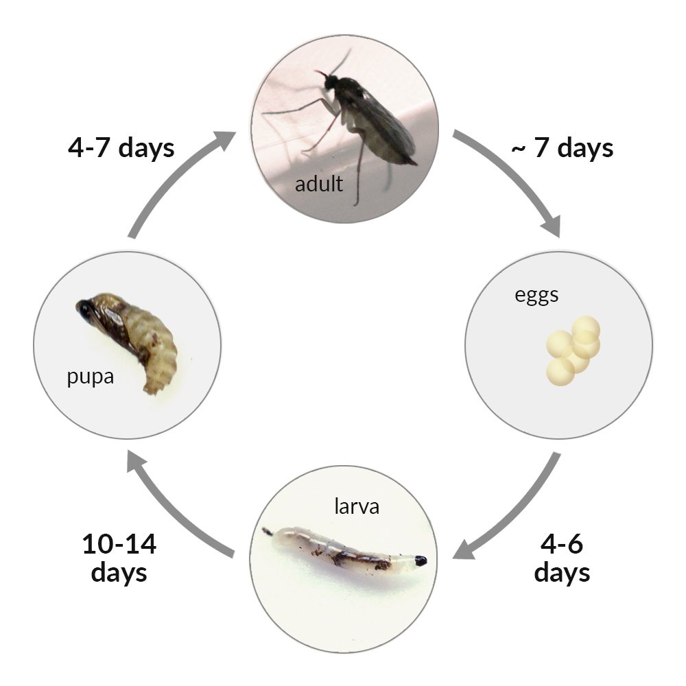 Life Cycle of a Fungus Gnat