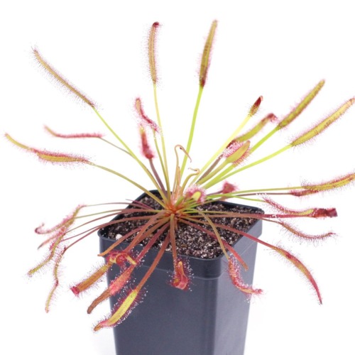 Drosera capensis 'Big Pink' Sundew Carnivorous Plants