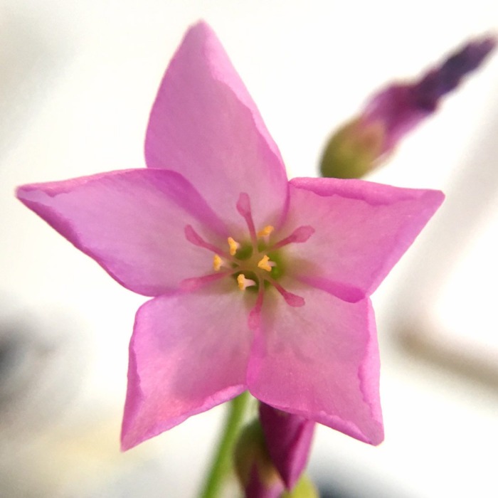 Drosera capensis 'Big Pink' Sundew Carnivorous Plants