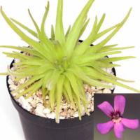 Pinguicula gypsicola