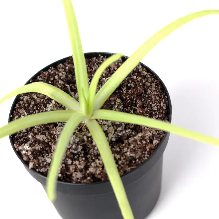 Pinguicula moctezumae Butterwort Carnivorous Plants