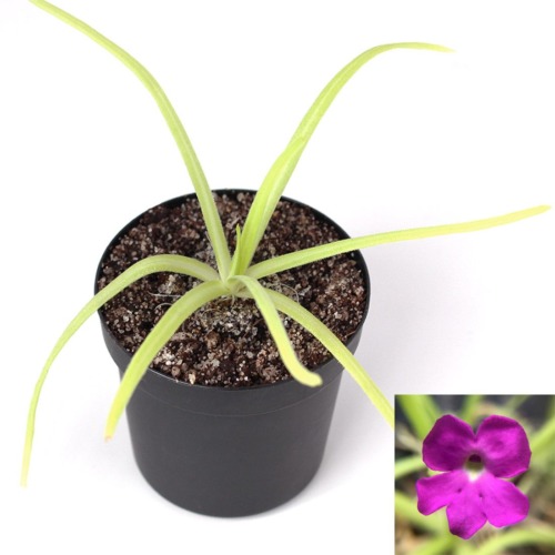 Pinguicula moctezumae Butterwort Carnivorous Plants