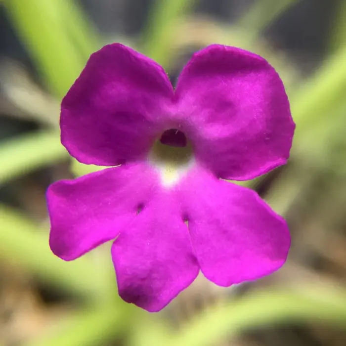 Pinguicula moctezumae Flower Butterwort Carnivorous Plants