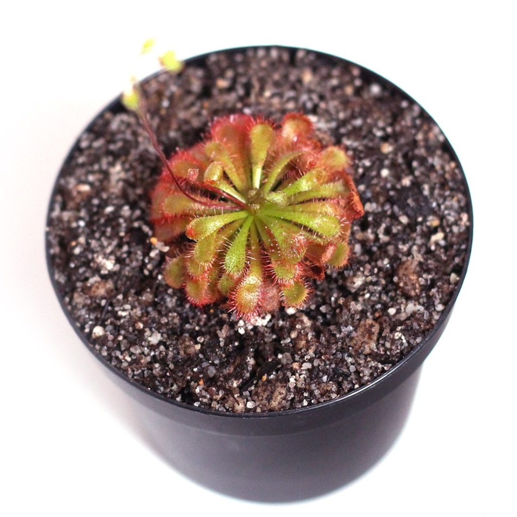 Drosera spatulata 'Fraser Island' Spatula Sundew Curious Plant