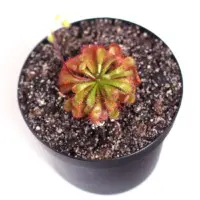 Drosera spatulata 'Fraser Island' Sundew Carnivorous Plants