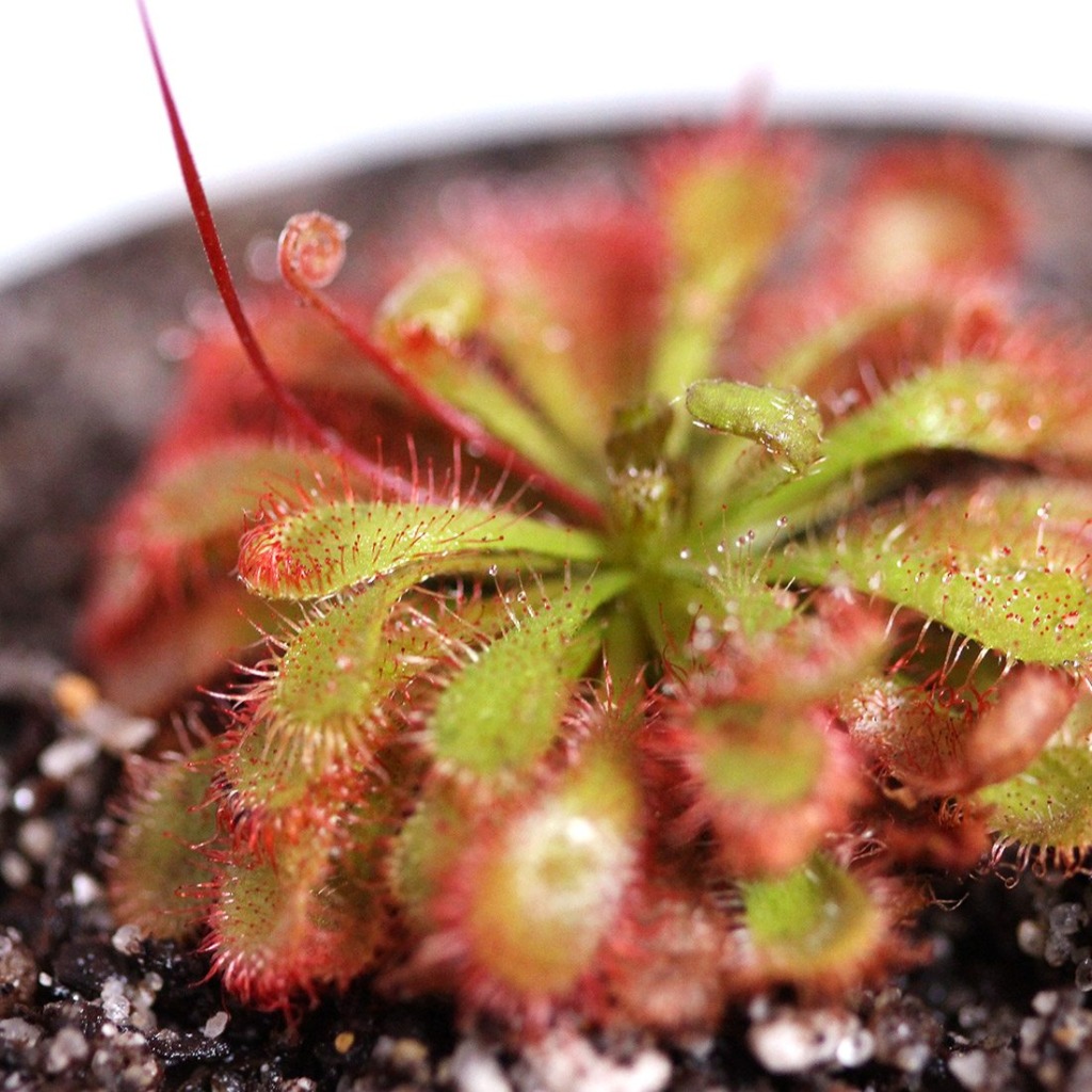 Drosera spatulata 'Fraser Island' Spatula Sundew Curious Plant