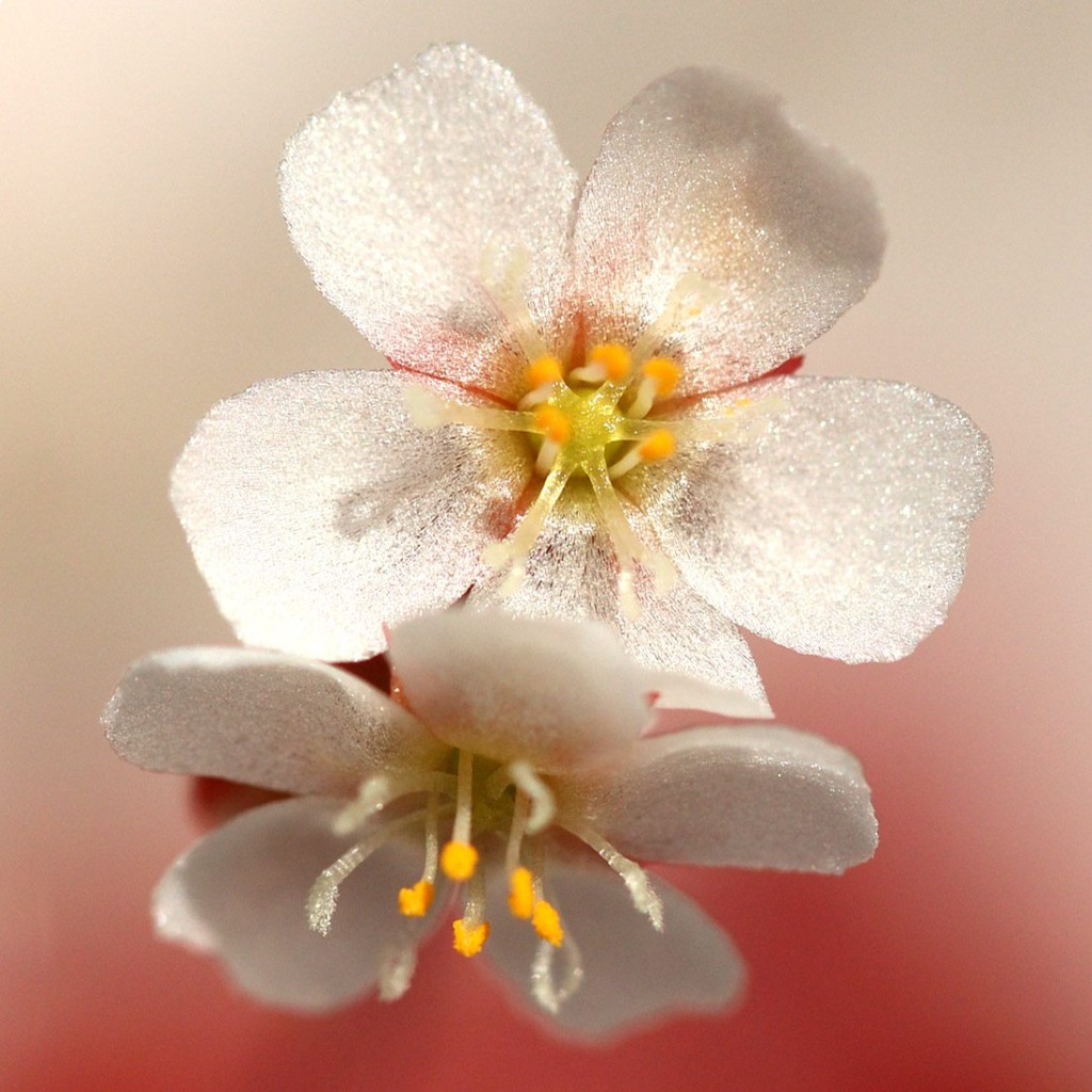 Drosera spatulata 'Fraser Island' Spatula Sundew Curious Plant