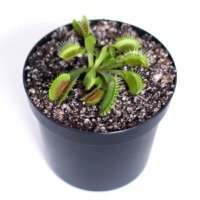 Venus Flytrap 'DC-XL'
