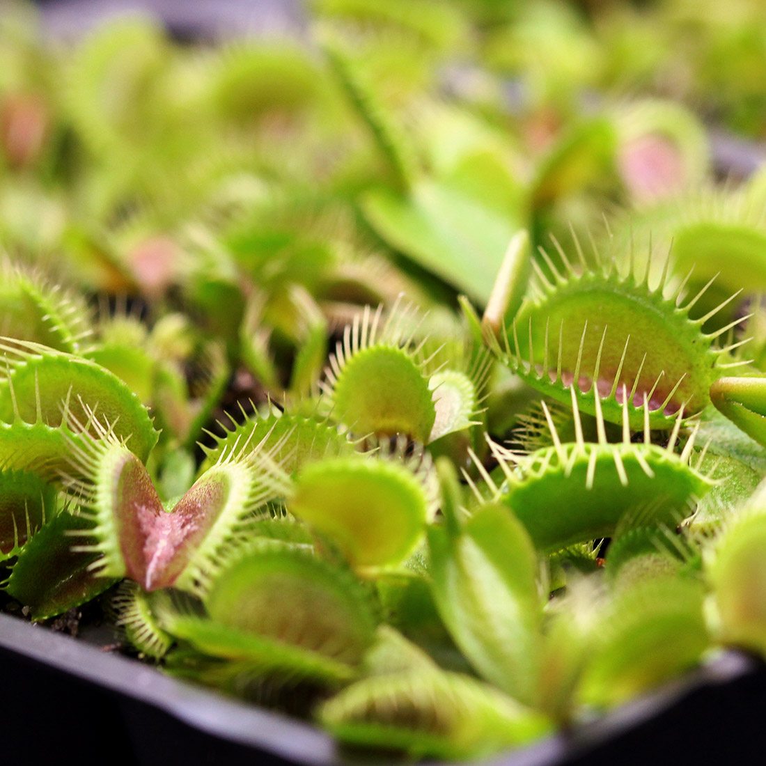 Dionaea m. 'DC-XL' Potted