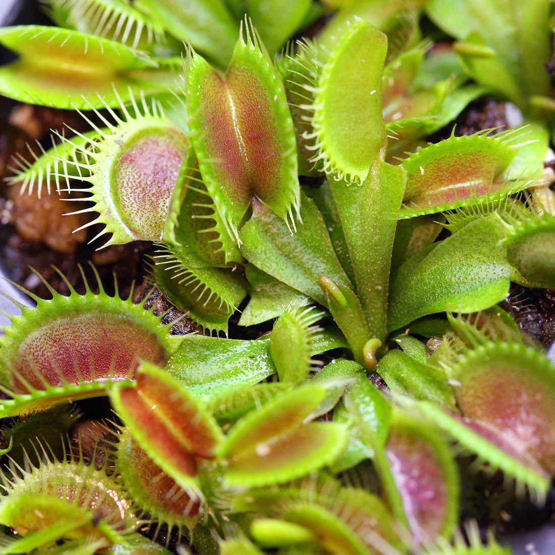 DCXL Venus Fly Trap Flytrap Terrarium carnivorous Plant dionea