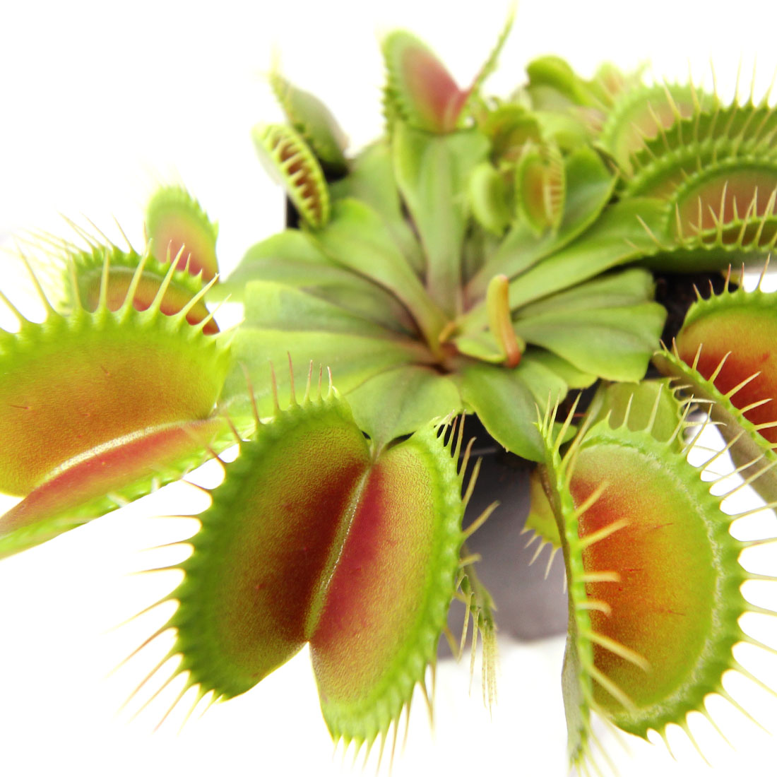 LIVE Carnivorous Venus Flytrap (Dionaea muscipula 'DC-XL') | eBay