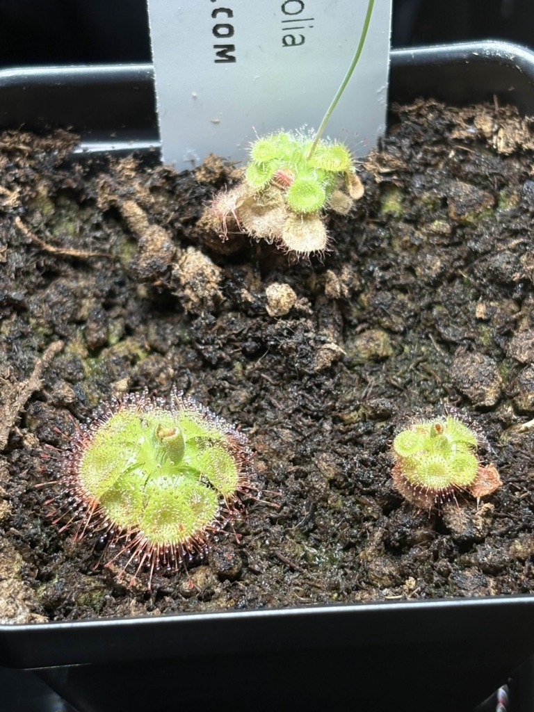 Image #2 from Plague