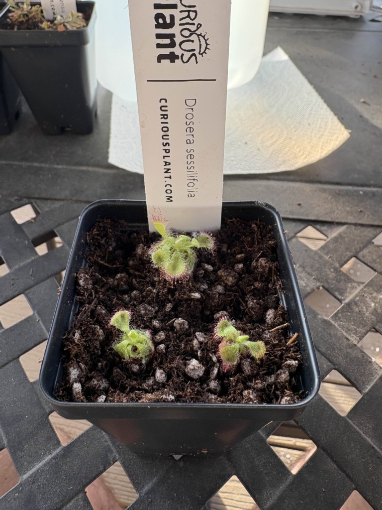 Image #1 from Plague