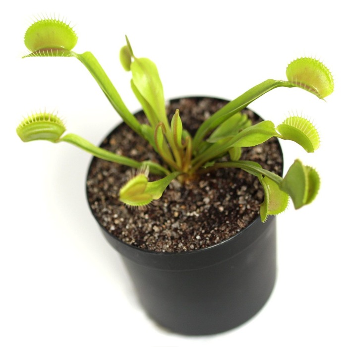 Dionaea muscipula 'Typical' Venus Flytrap Carnivorous Plants