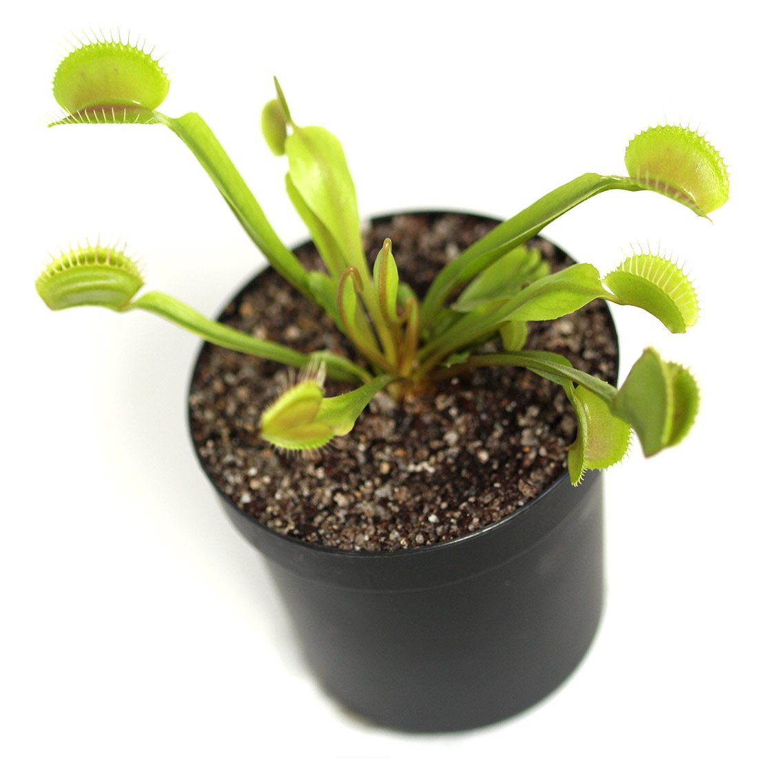 Dionaea m. Typical Potted