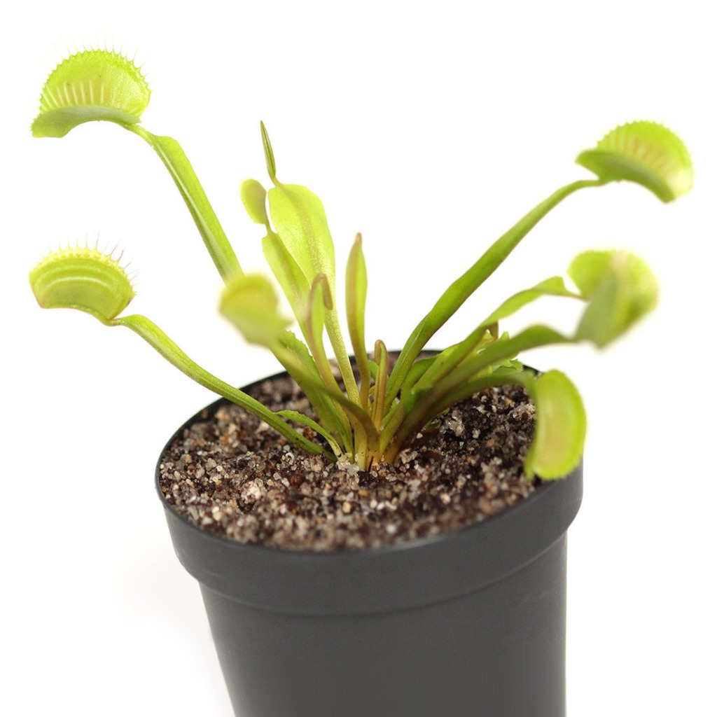 Venus Flytraps (Dionaea muscipula) - Carnivorous Plants | Curious Plant