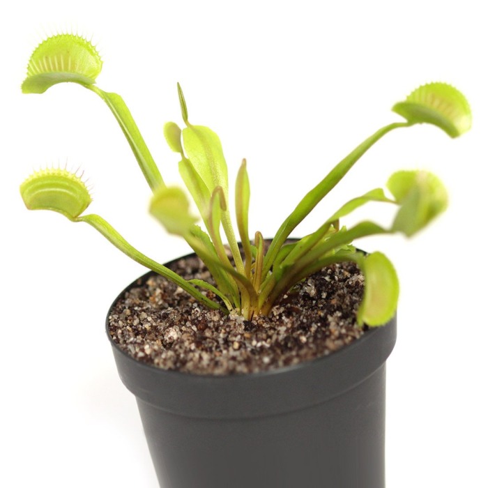 Dionaea muscipula 'Typical' Venus Flytrap Carnivorous Plants
