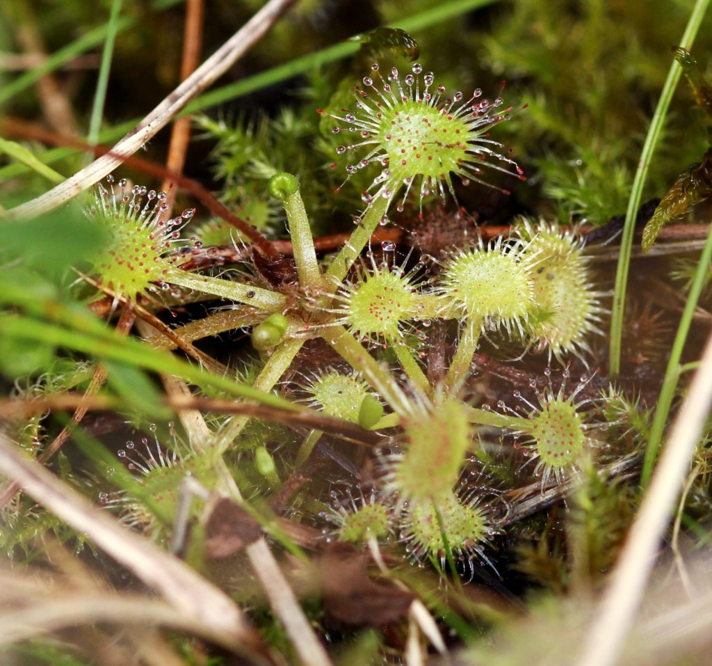 Drosera rotundifolia - Cedar Bog