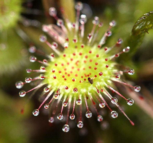 Drosera rotundifolia - Cedar Bog