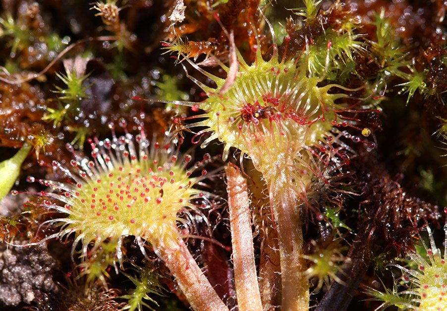 Drosera rotundifolia - Cedar Bog