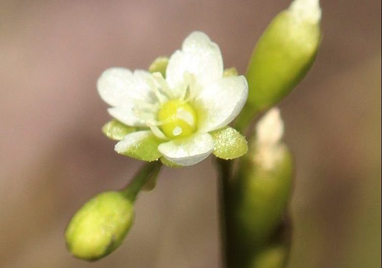 Drosera rotundifolia Flower - Cedar Bog