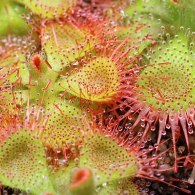 Drosera sessilifolia - Snap Tentacle Sundew | Curious Plant