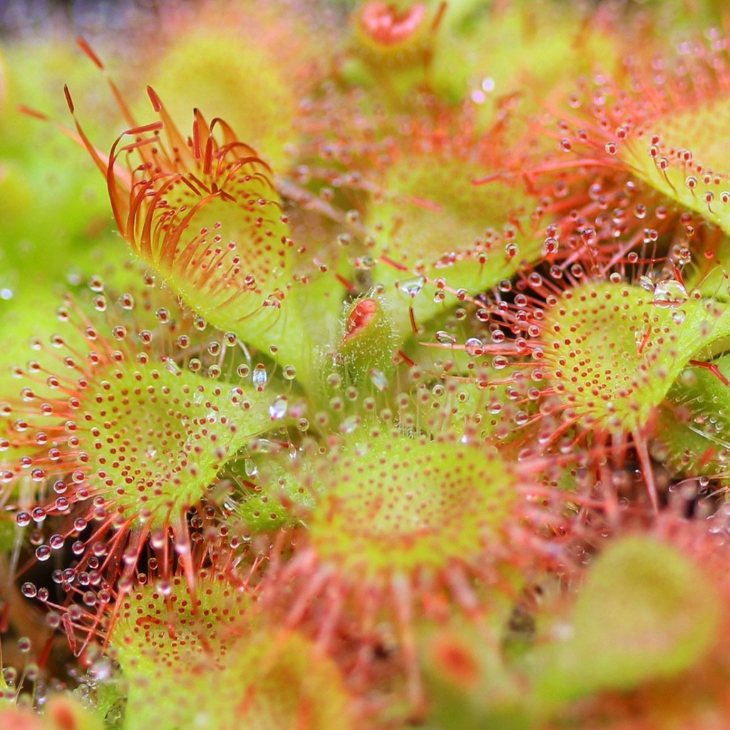 Drosera sessilifolia - Snap Tentacle Sundew | Curious Plant