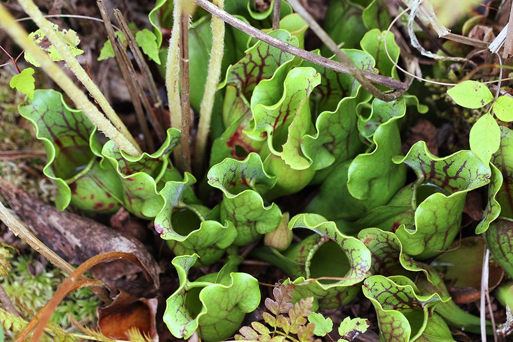 Sarracenia purpurea - Brown's Lake Bog Preserve