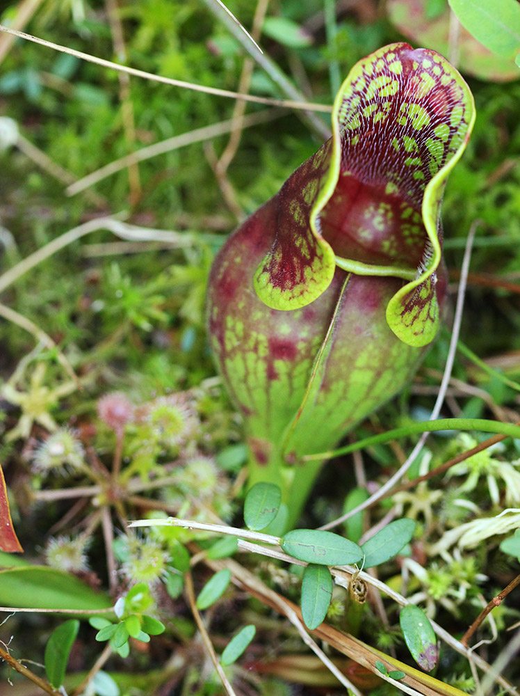 Sarracenia purpurea - Brown's Lake Bog Preserve